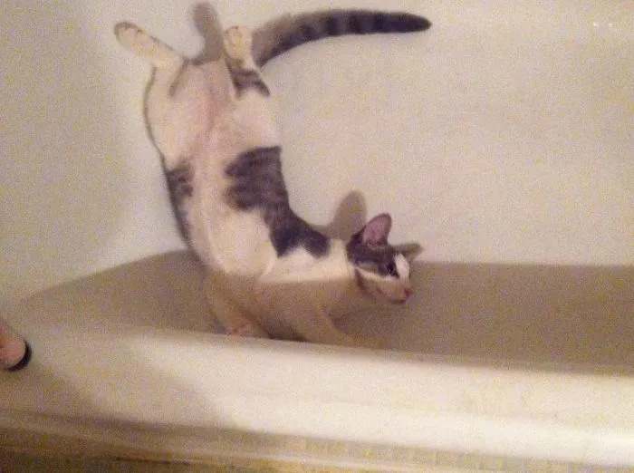 73 Crazy Cats That Actually Love Water