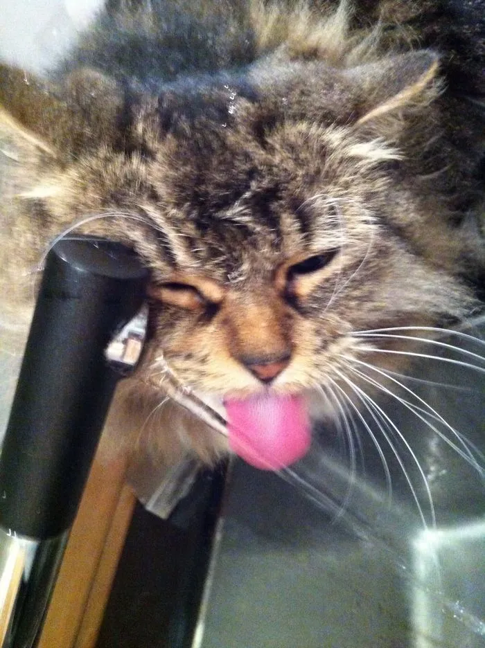 73 Crazy Cats That Actually Love Water