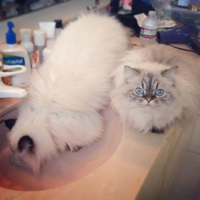 73 Crazy Cats That Actually Love Water
