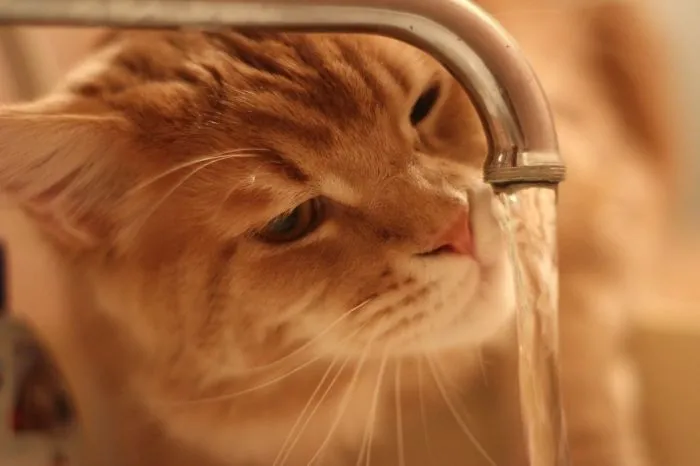 73 Crazy Cats That Actually Love Water