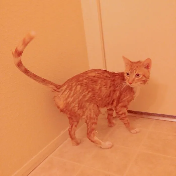 73 Crazy Cats That Actually Love Water