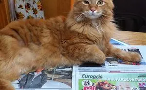 173 Of The Best Examples Of Cat Logic