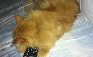 173 Of The Best Examples Of Cat Logic