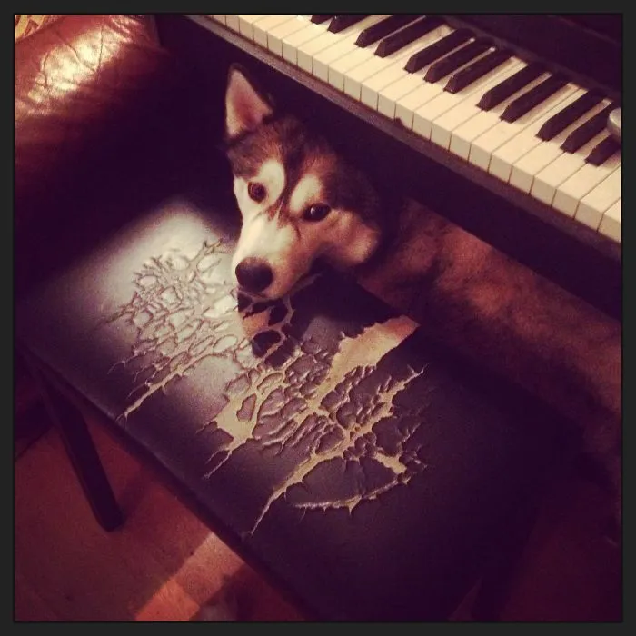 159 Dogs Who Suck At Hide-And-Seek