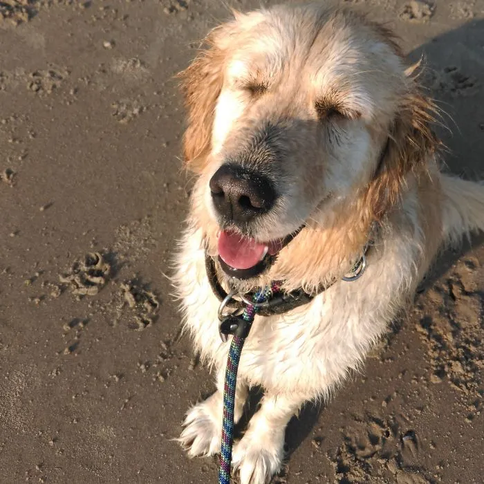 159 Dogs Who Suck At Hide-And-Seek