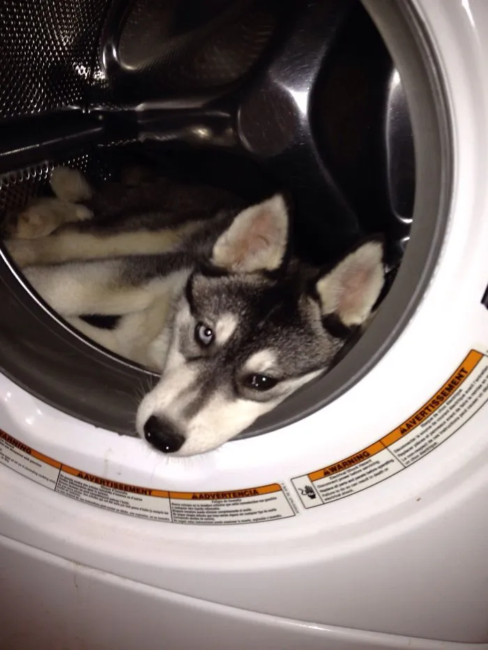 159 Dogs Who Suck At Hide-And-Seek
