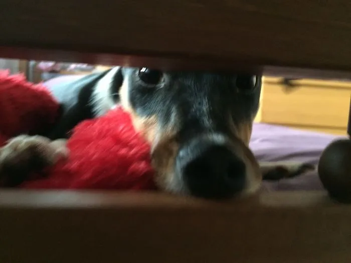 159 Dogs Who Suck At Hide-And-Seek