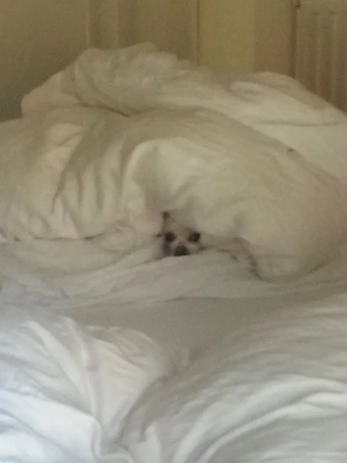 159 Dogs Who Suck At Hide-And-Seek