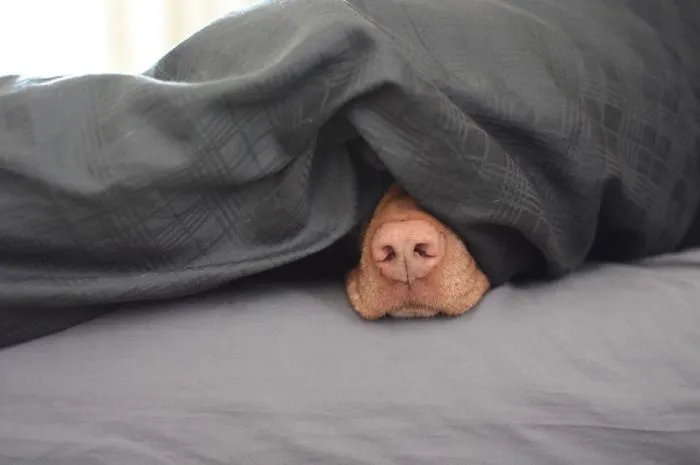 159 Dogs Who Suck At Hide-And-Seek