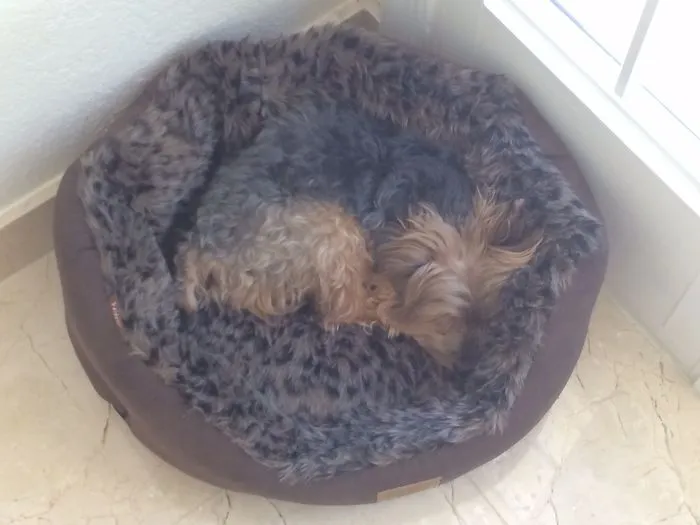 159 Dogs Who Suck At Hide-And-Seek