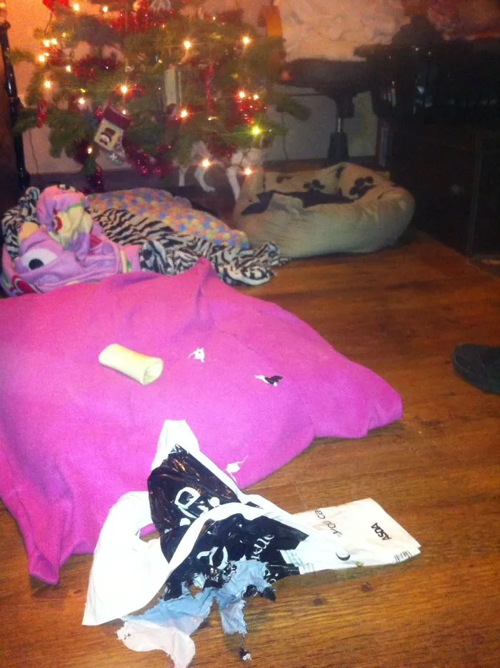 159 Dogs Who Suck At Hide-And-Seek