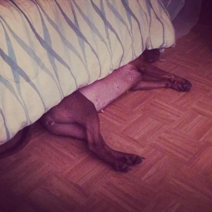 159 Dogs Who Suck At Hide-And-Seek