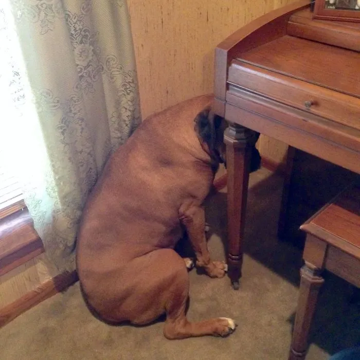 159 Dogs Who Suck At Hide-And-Seek