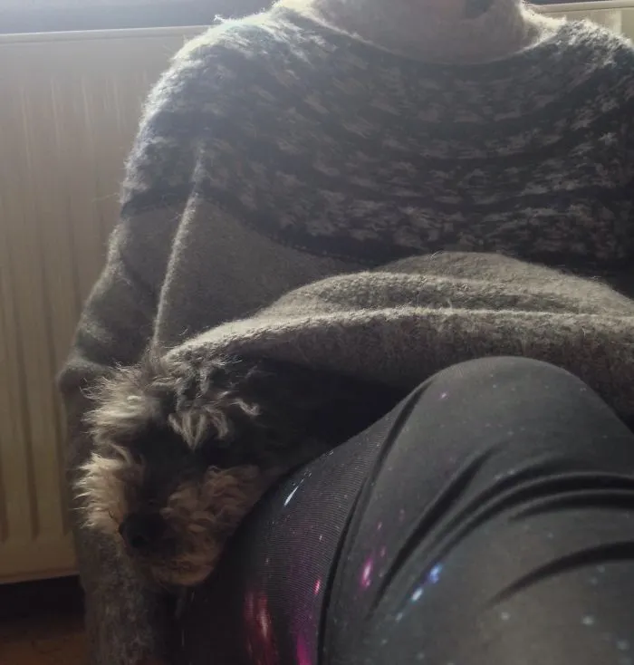 159 Dogs Who Suck At Hide-And-Seek