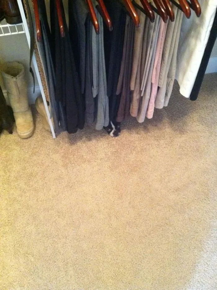 159 Dogs Who Suck At Hide-And-Seek
