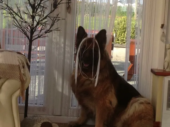 159 Dogs Who Suck At Hide-And-Seek
