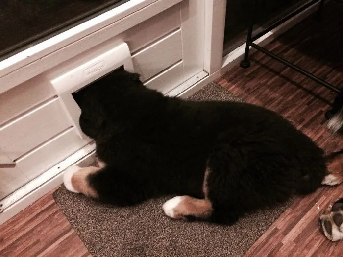 159 Dogs Who Suck At Hide-And-Seek