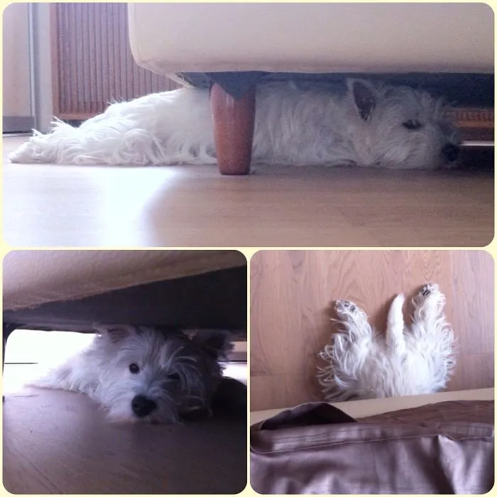 159 Dogs Who Suck At Hide-And-Seek