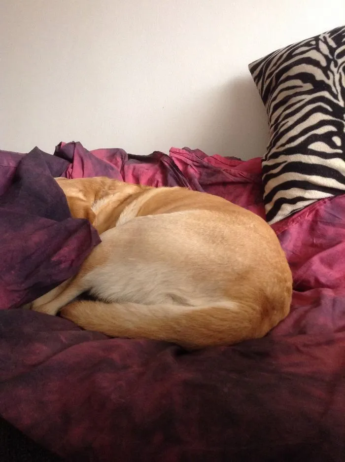 159 Dogs Who Suck At Hide-And-Seek