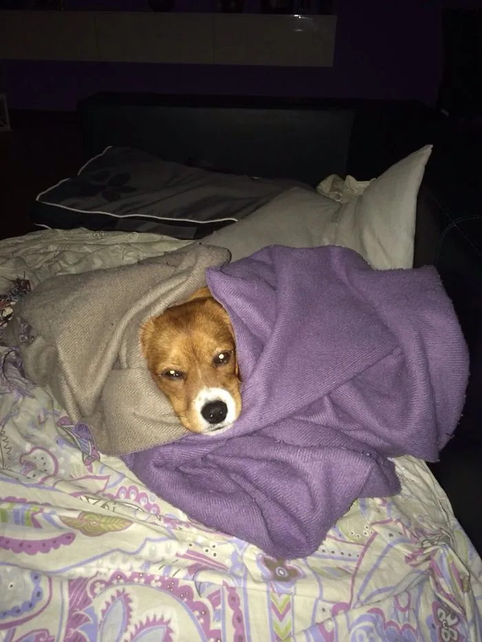 159 Dogs Who Suck At Hide-And-Seek