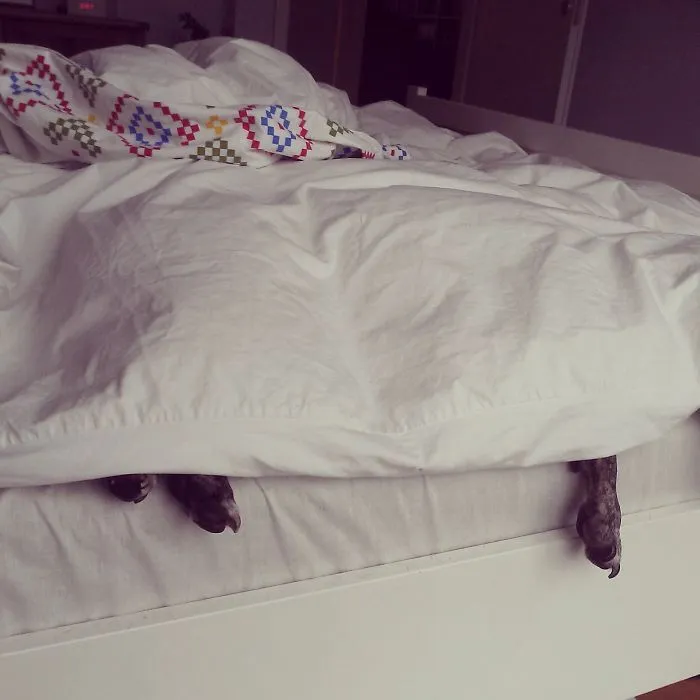 159 Dogs Who Suck At Hide-And-Seek