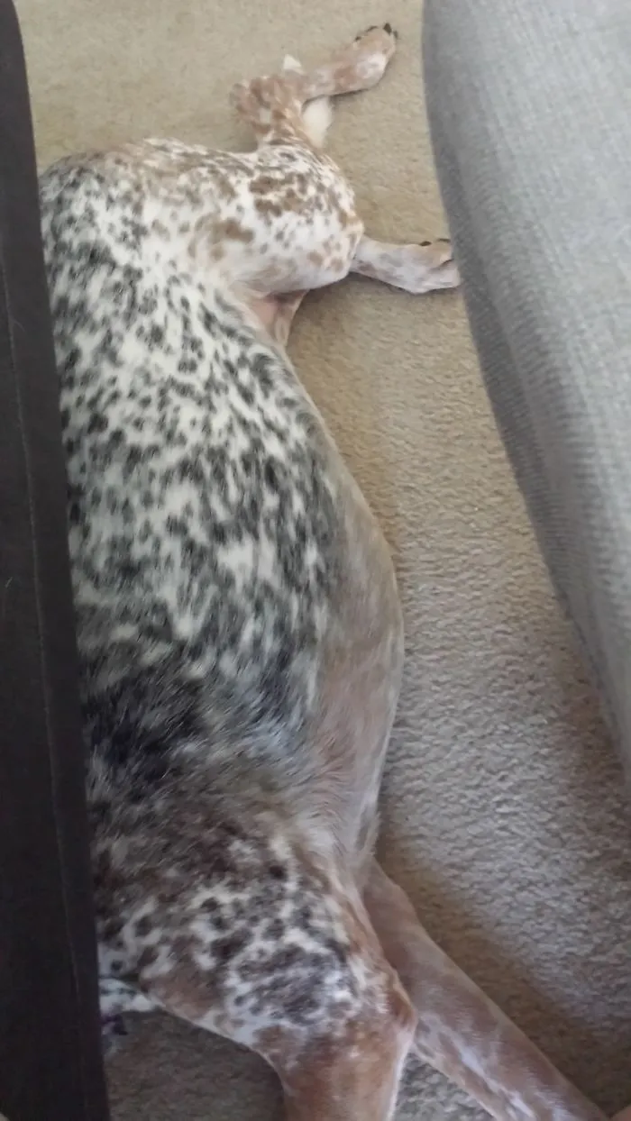 159 Dogs Who Suck At Hide-And-Seek