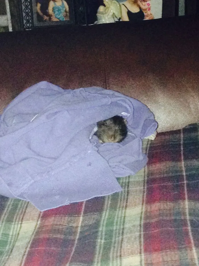 159 Dogs Who Suck At Hide-And-Seek