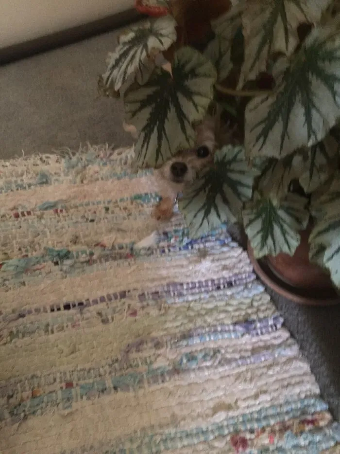 159 Dogs Who Suck At Hide-And-Seek