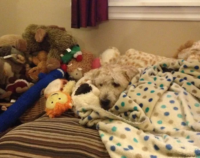 159 Dogs Who Suck At Hide-And-Seek