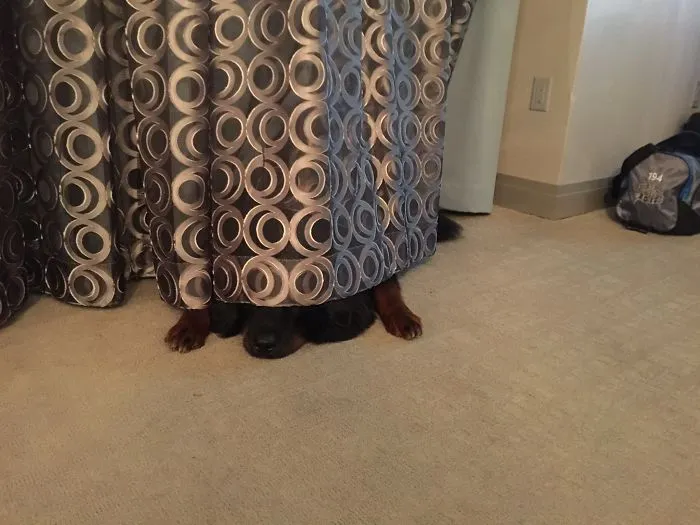 159 Dogs Who Suck At Hide-And-Seek