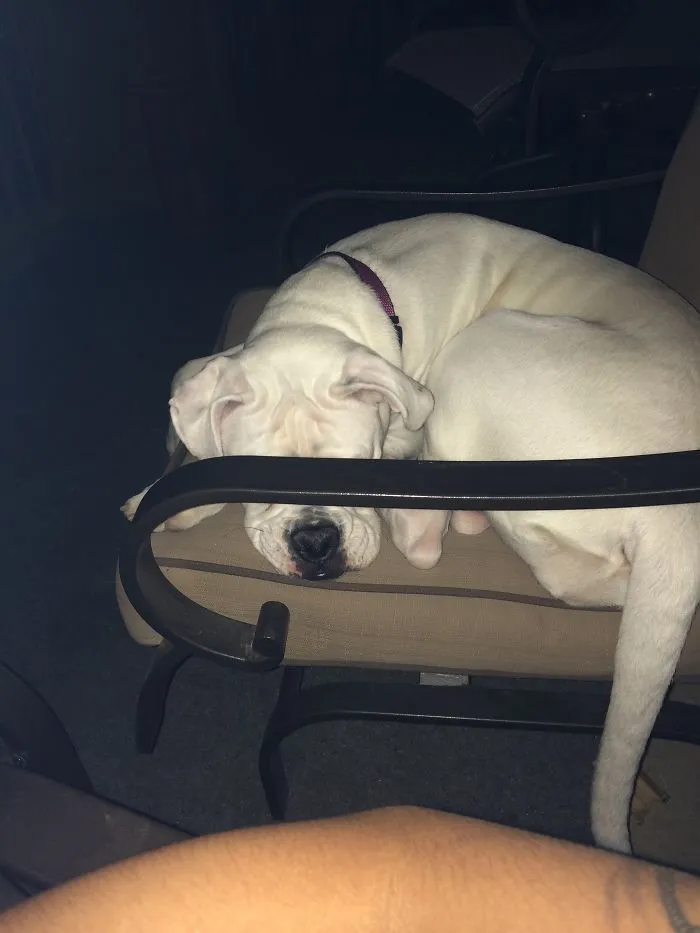 159 Dogs Who Suck At Hide-And-Seek