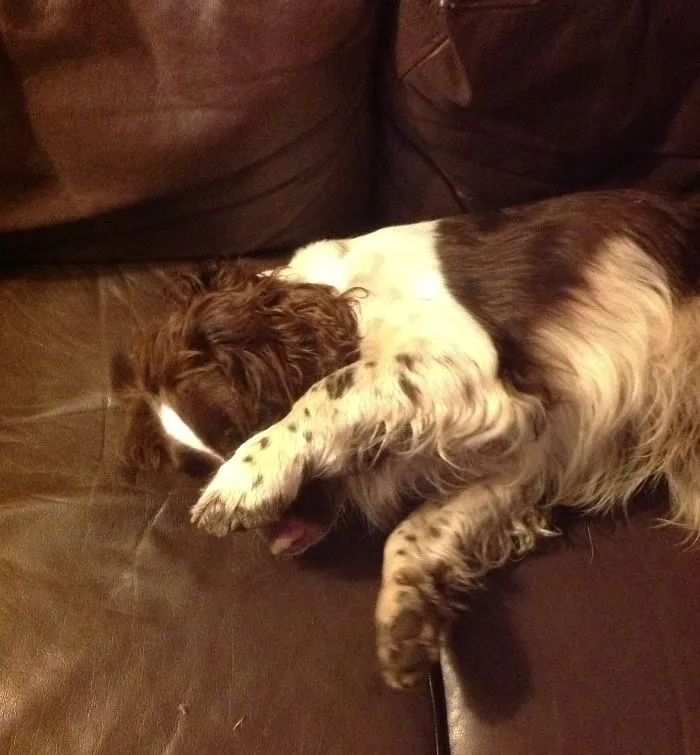 159 Dogs Who Suck At Hide-And-Seek