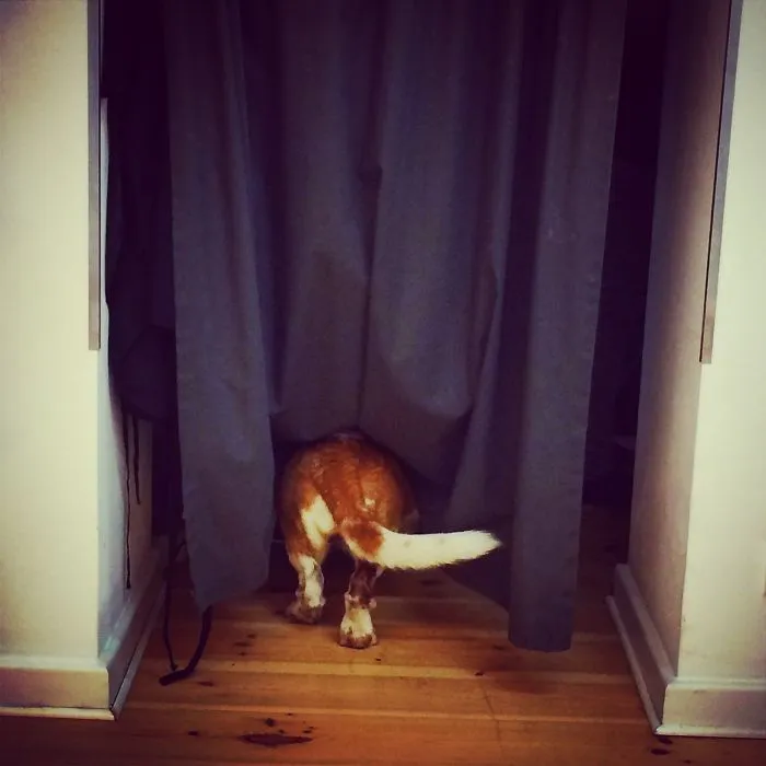159 Dogs Who Suck At Hide-And-Seek