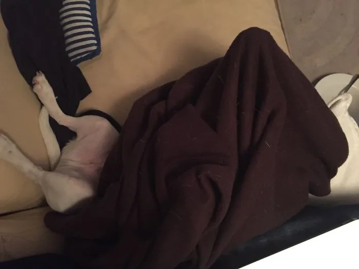 159 Dogs Who Suck At Hide-And-Seek