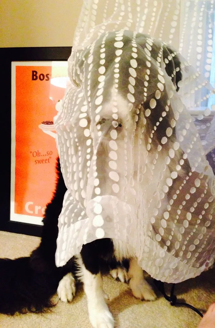 159 Dogs Who Suck At Hide-And-Seek