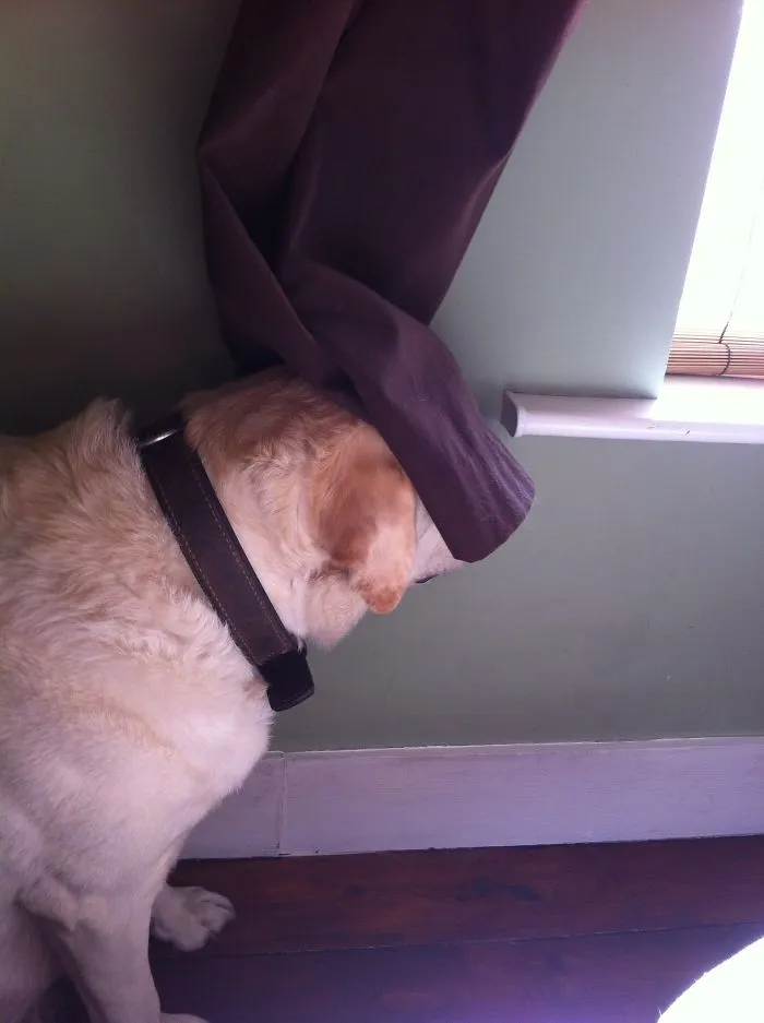 159 Dogs Who Suck At Hide-And-Seek