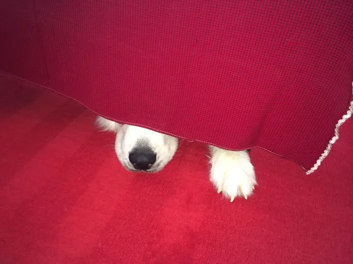 159 Dogs Who Suck At Hide-And-Seek