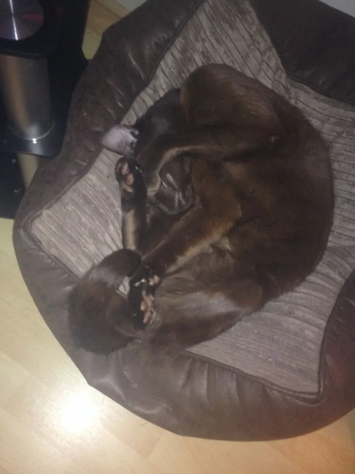 159 Dogs Who Suck At Hide-And-Seek