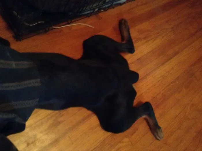 159 Dogs Who Suck At Hide-And-Seek
