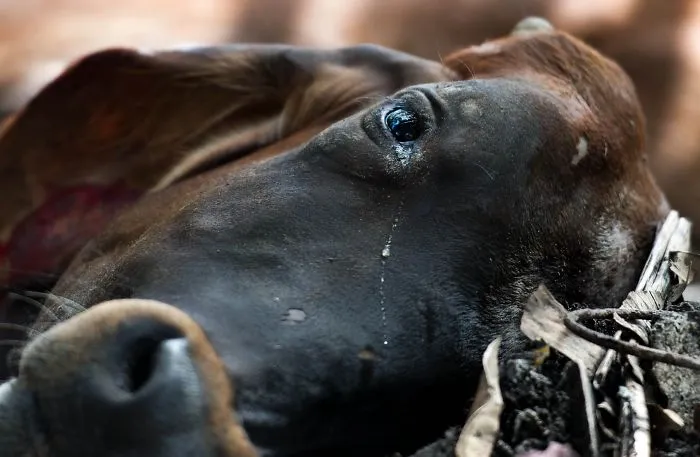 Sacrifice - Qurban Fest.
