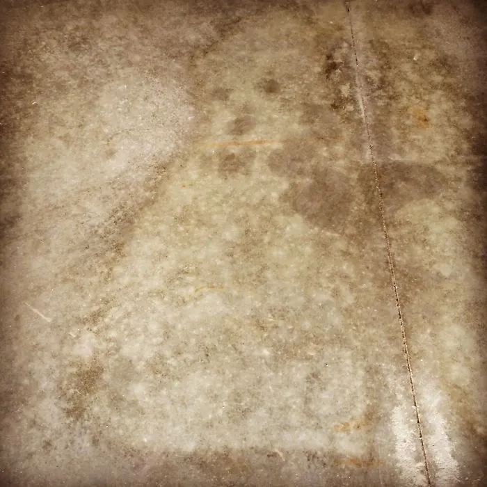 Dog In The Cement