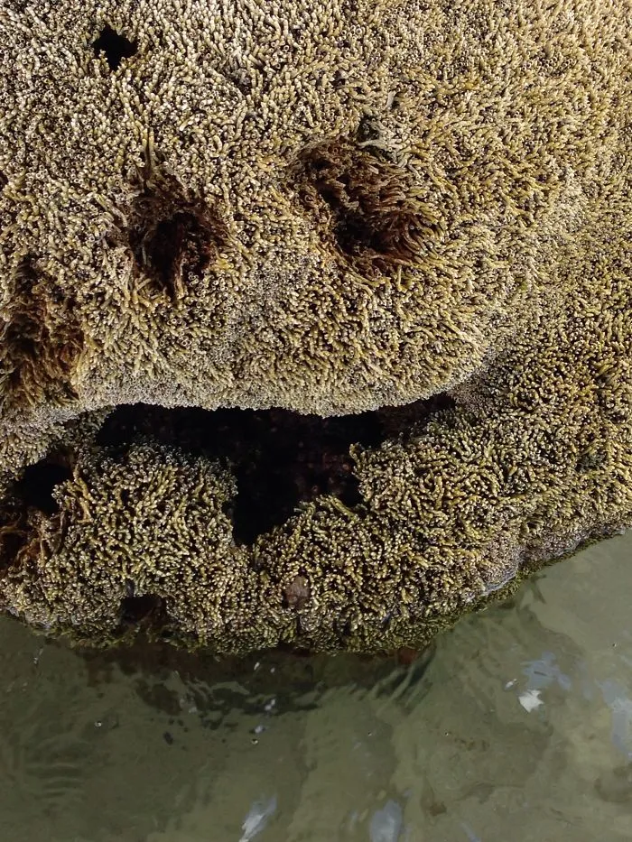 Happy Coral