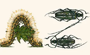 This Insect Alphabet Took Me 2 Years To Complete