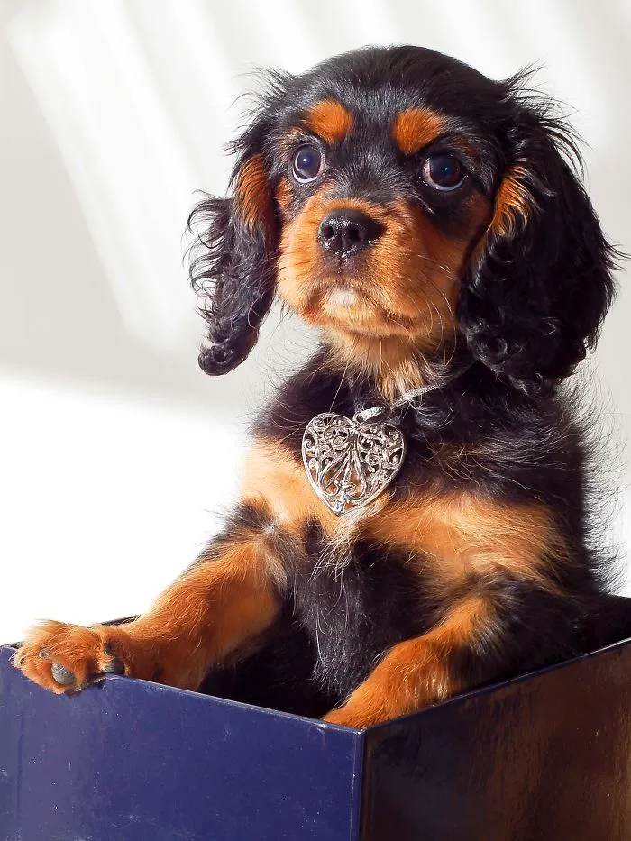 Puppy
