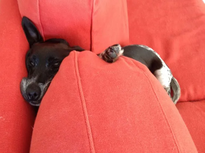 159 Dogs Who Suck At Hide-And-Seek