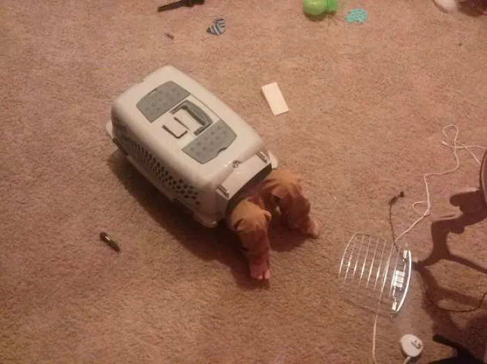 Heard My Son Making Weird Cat Noises. Found Him This Way.