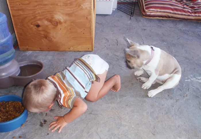 Big Dog Eats Lunch First