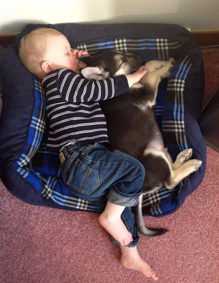 Napping In The Dog Bed