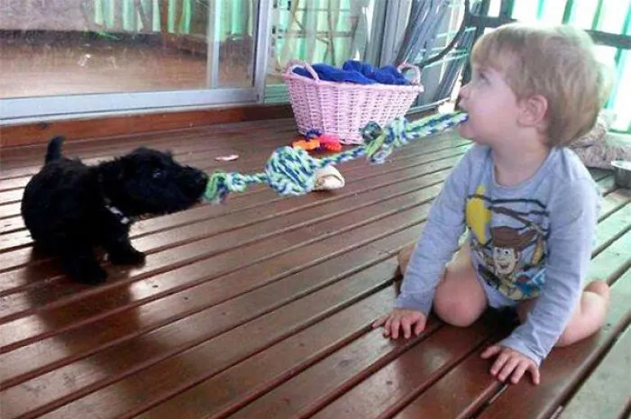 Two Puppies Play Tug-O-War