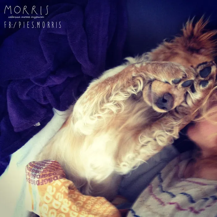 159 Dogs Who Suck At Hide-And-Seek